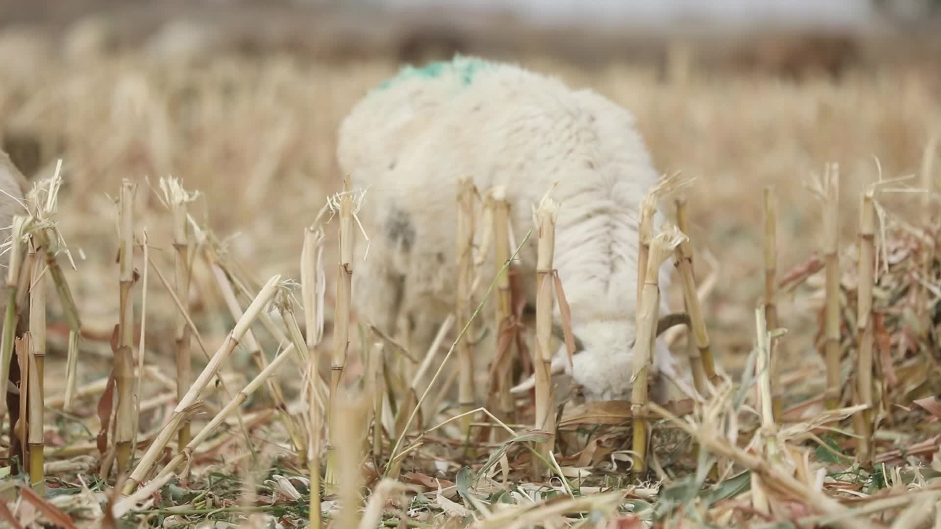 B新疆准噶尔牧民放羊3视频的预览图