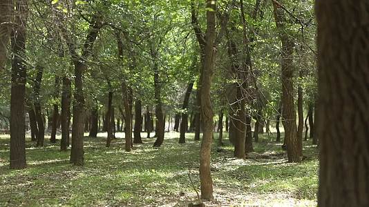 B新疆准噶尔老风口小树林2视频的预览图