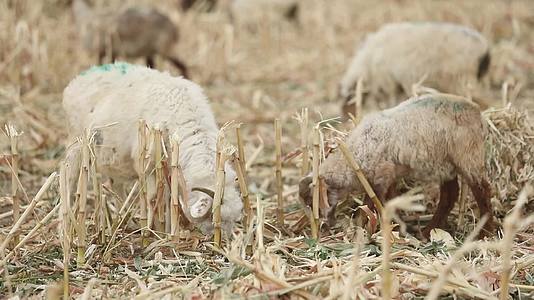B新疆准噶尔稻田中羊群吃草3视频的预览图