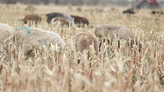 B新疆准噶尔稻田中羊群吃草1视频的预览图