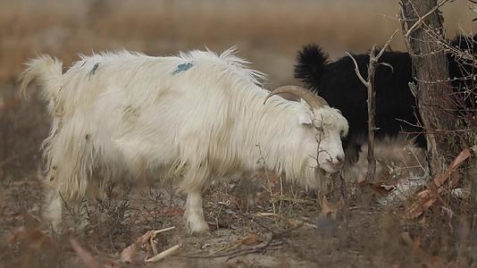 B新疆准噶尔稻田中羊群吃草8视频的预览图