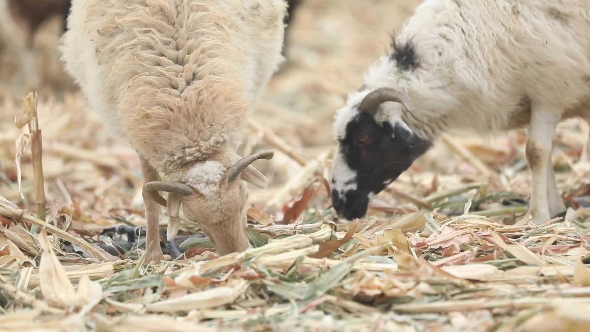 B新疆准噶尔稻田中羊群吃草7视频的预览图