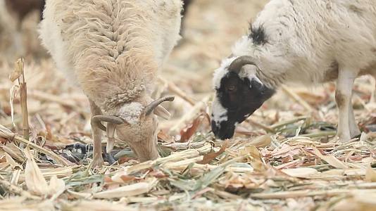 B新疆准噶尔稻田中羊群吃草7视频的预览图