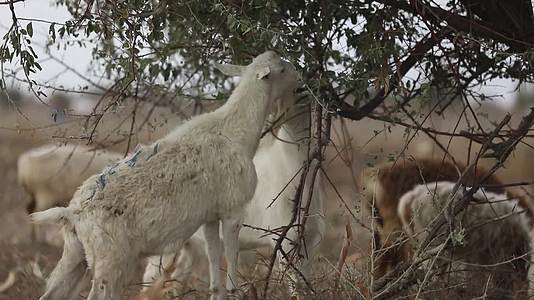 B新疆准噶尔稻田中羊群吃草6视频的预览图