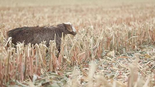 B新疆准噶尔稻田中羊群吃草10视频的预览图