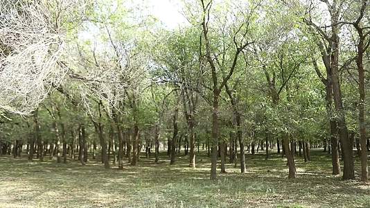 B新疆准噶尔老风口小树林5视频的预览图