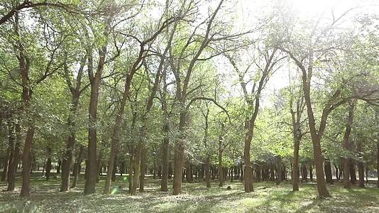 B新疆准噶尔老风口小树林4视频的预览图