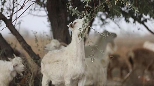 B新疆准噶尔稻田中羊群吃草5视频的预览图