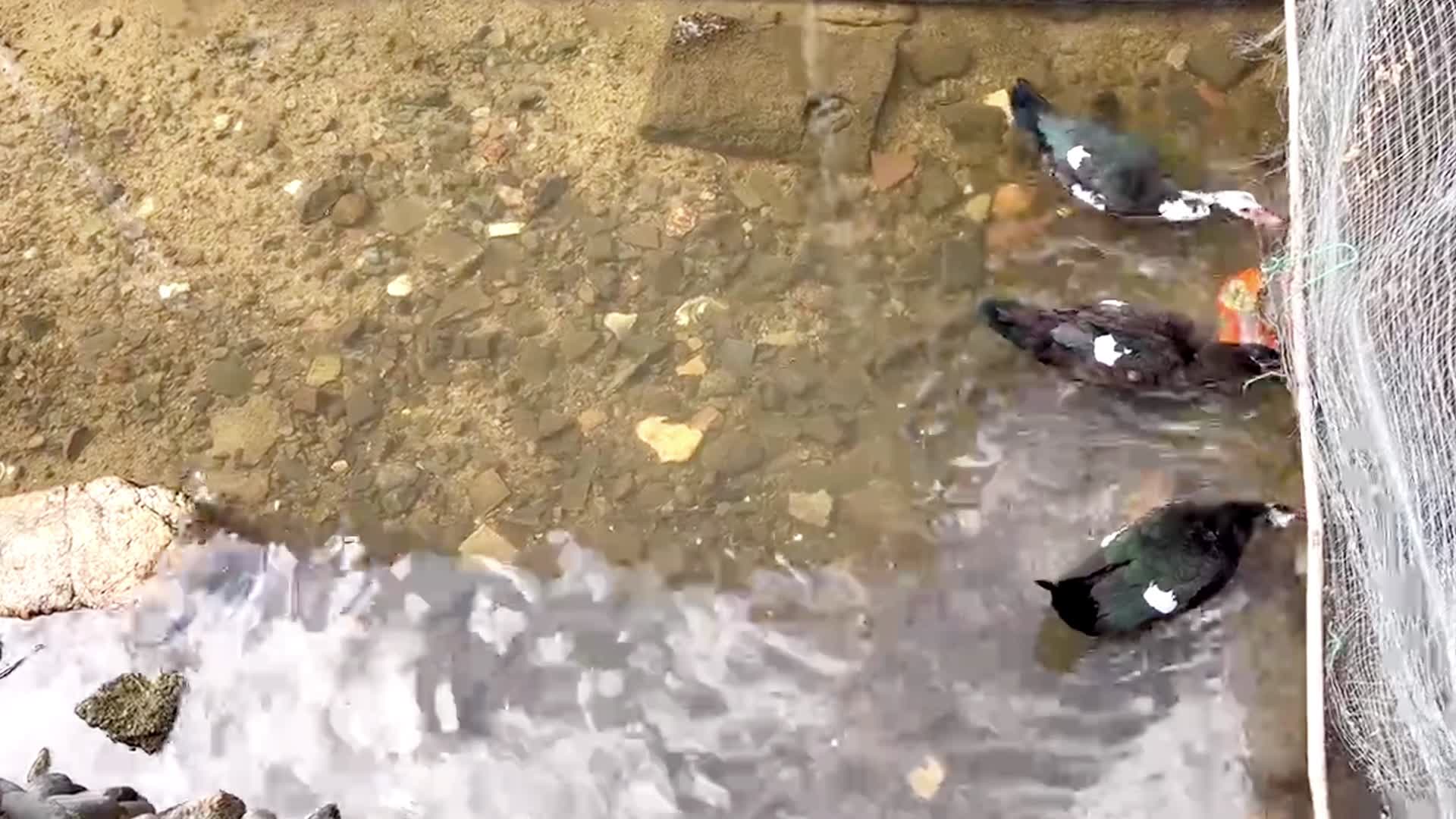 农家自然山泉水放养鸭子清澈溪水养鸭老房子建筑视频的预览图