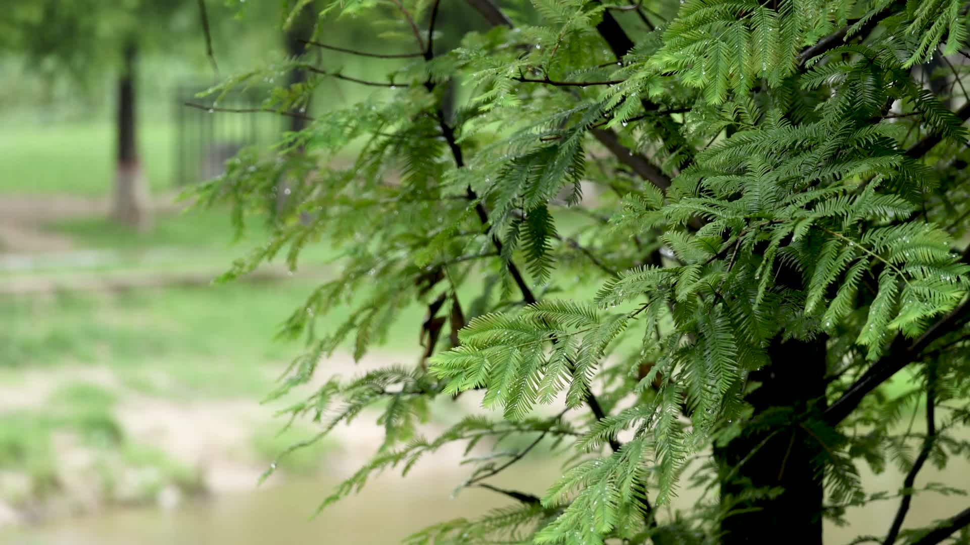 4K大自然下雨植物春天绿色公园视频的预览图
