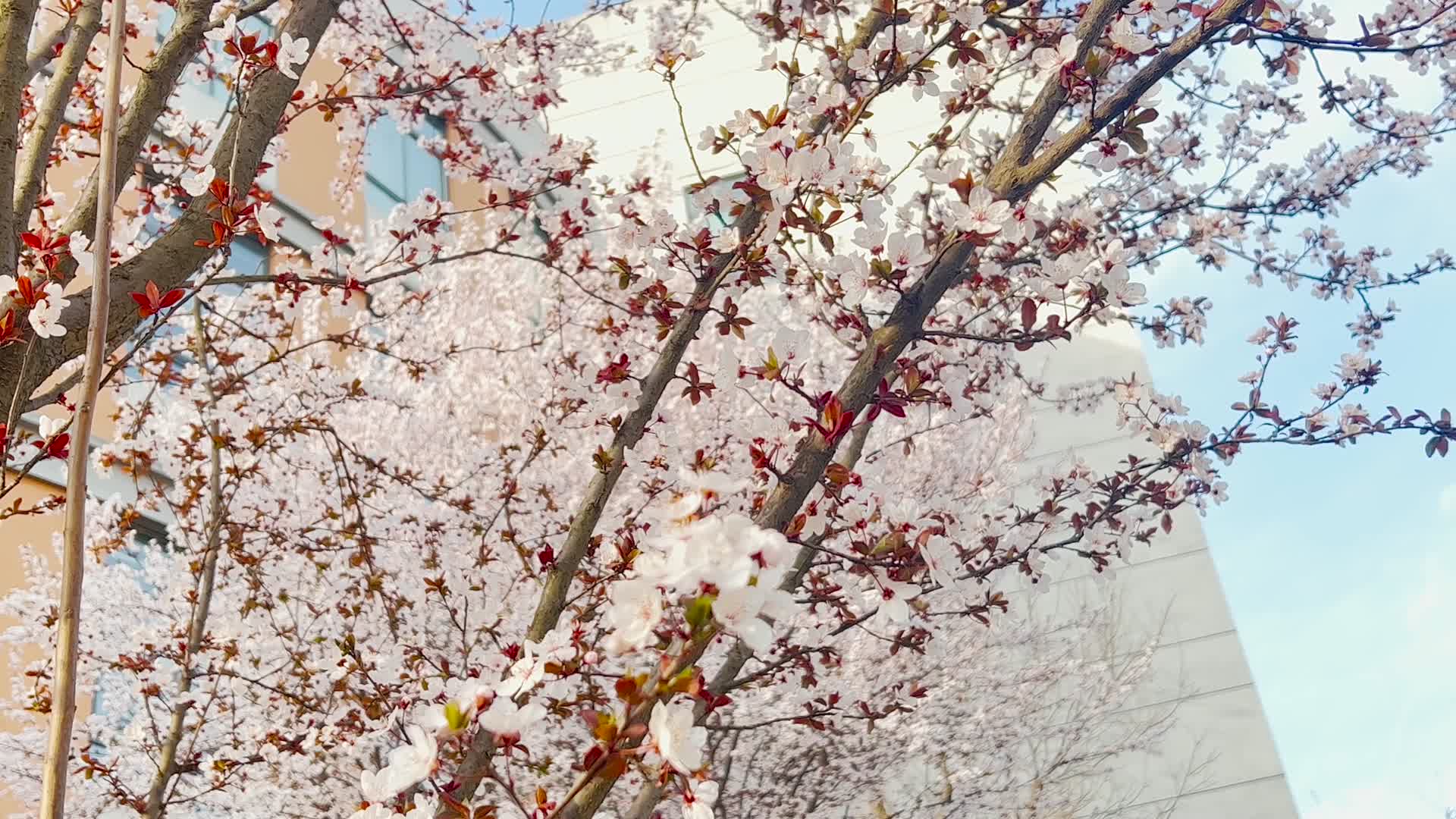 春天在微风中盛开的紫叶李花视频的预览图
