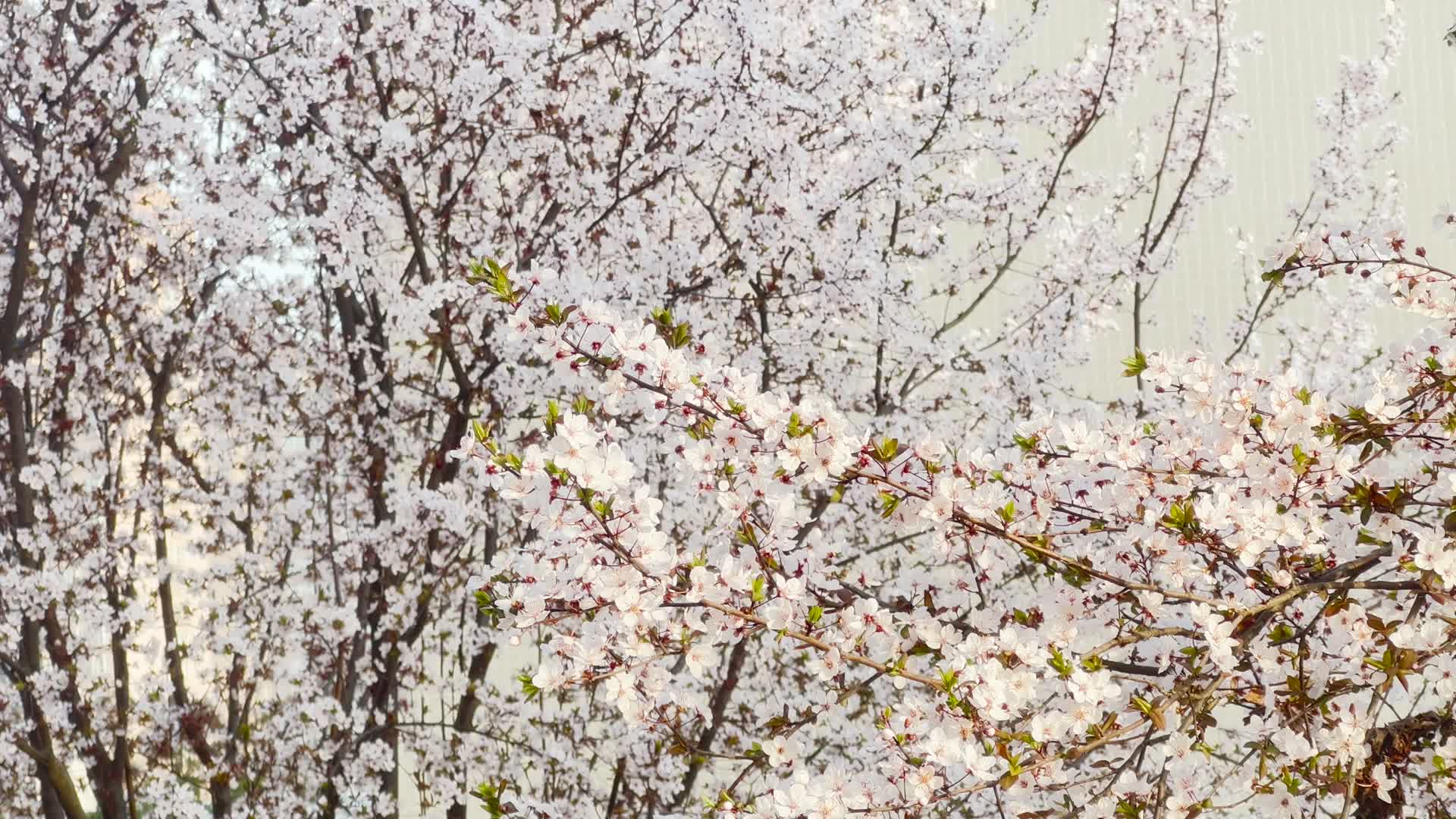 春天在微风中盛开的紫叶李花视频的预览图