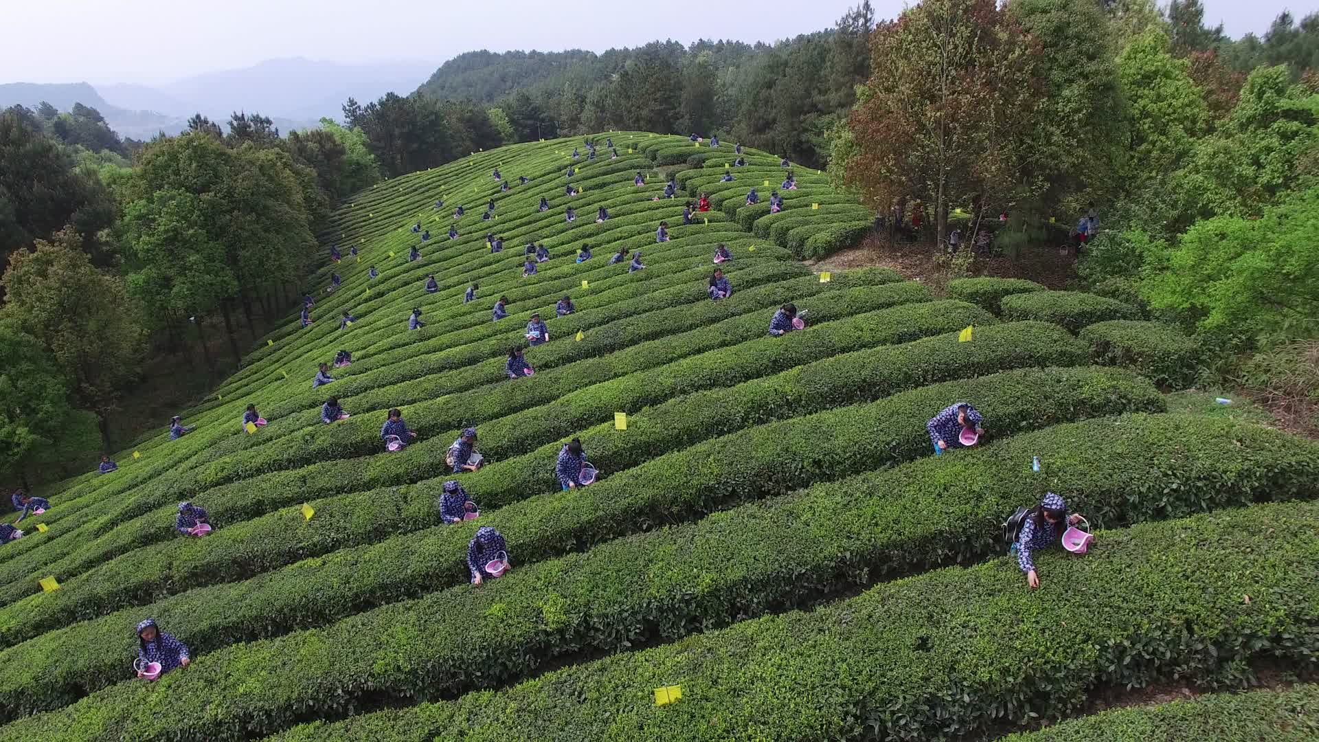 黄家山采茶视频的预览图
