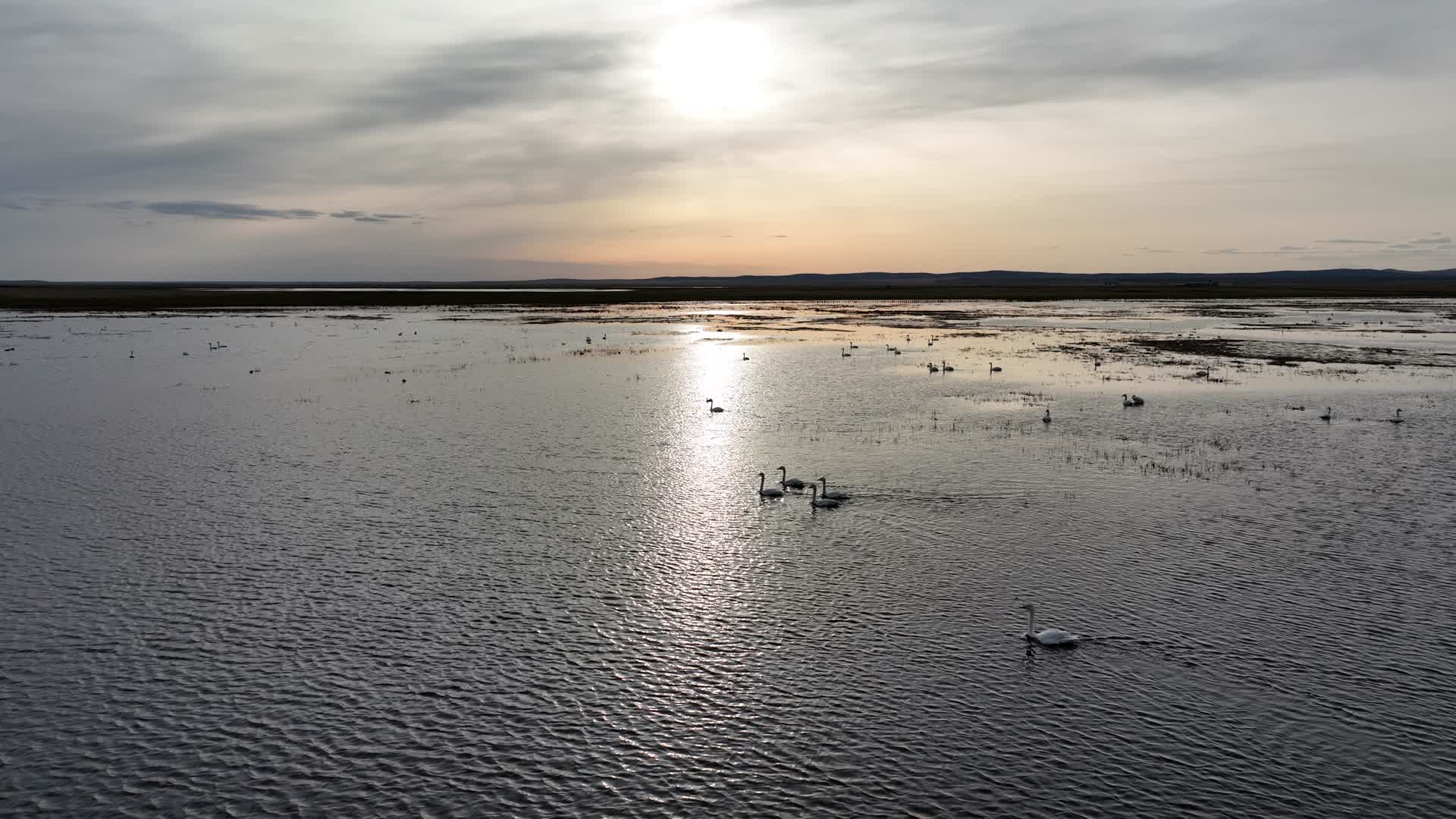航拍草原湖泊水鸟天鹅野鸭子视频的预览图