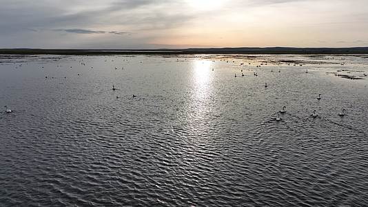 航拍草原湖泊水鸟天鹅野鸭子视频的预览图