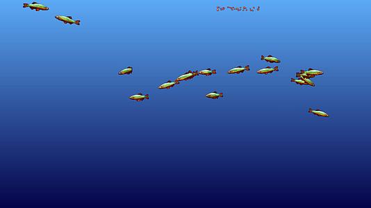 通道鱼海底鱼热带鱼观赏鱼视频的预览图