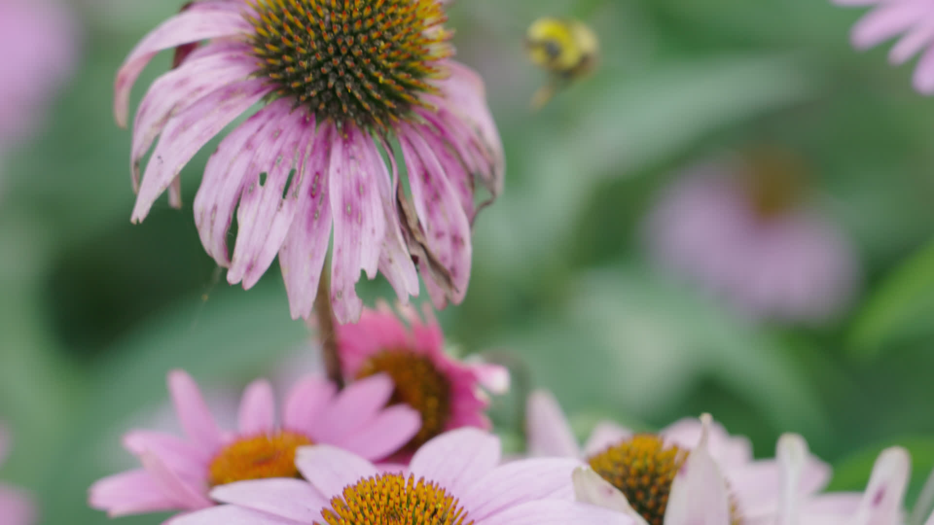 在花丛中飞舞采蜜的小蜜蜂视频的预览图
