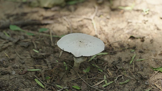 公园里野外生长的蘑菇视频的预览图