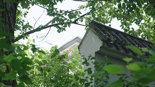 透过树叶看中式建筑的屋顶视频的预览图