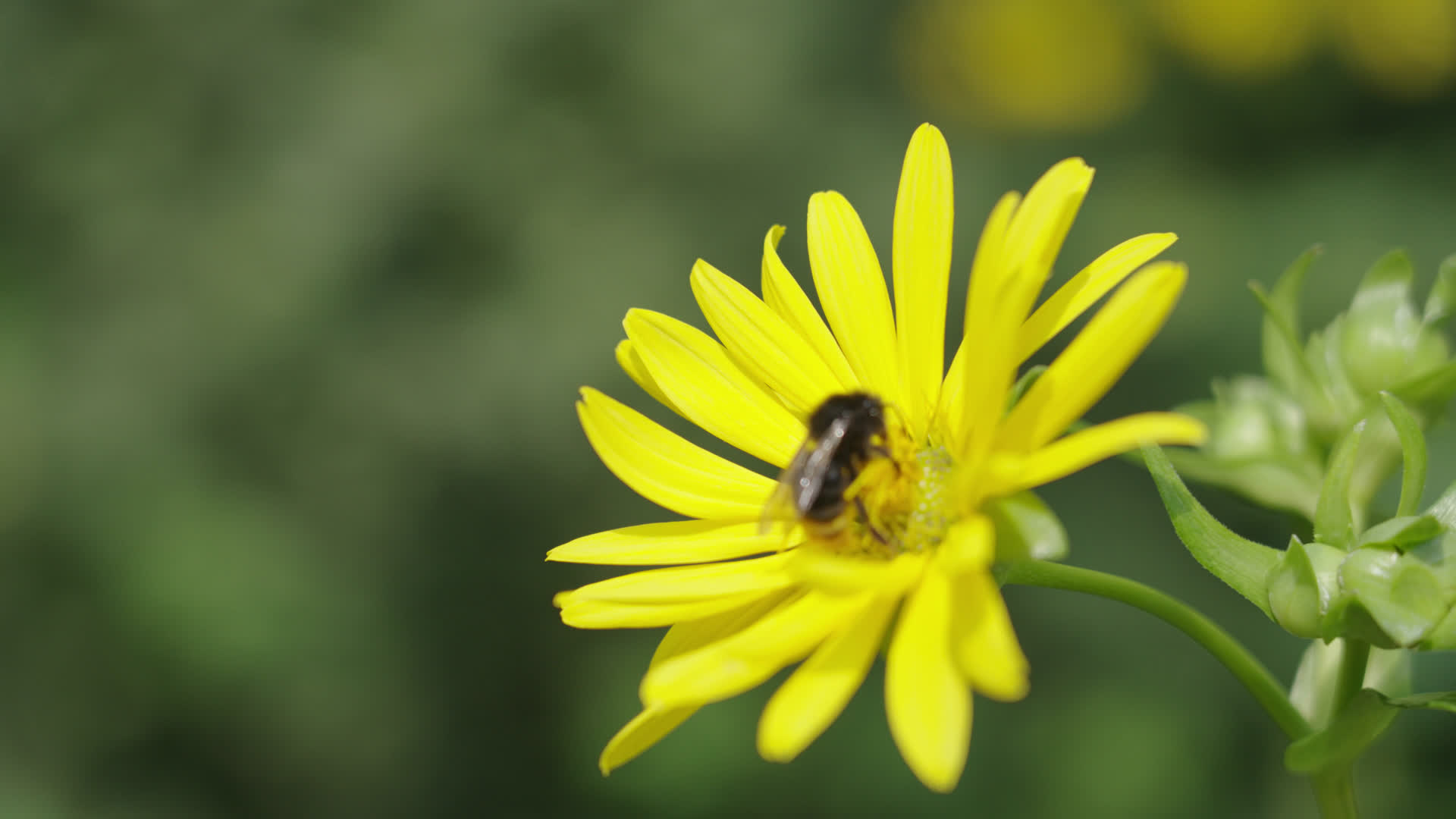 在花朵上采蜜的大蜜蜂视频的预览图