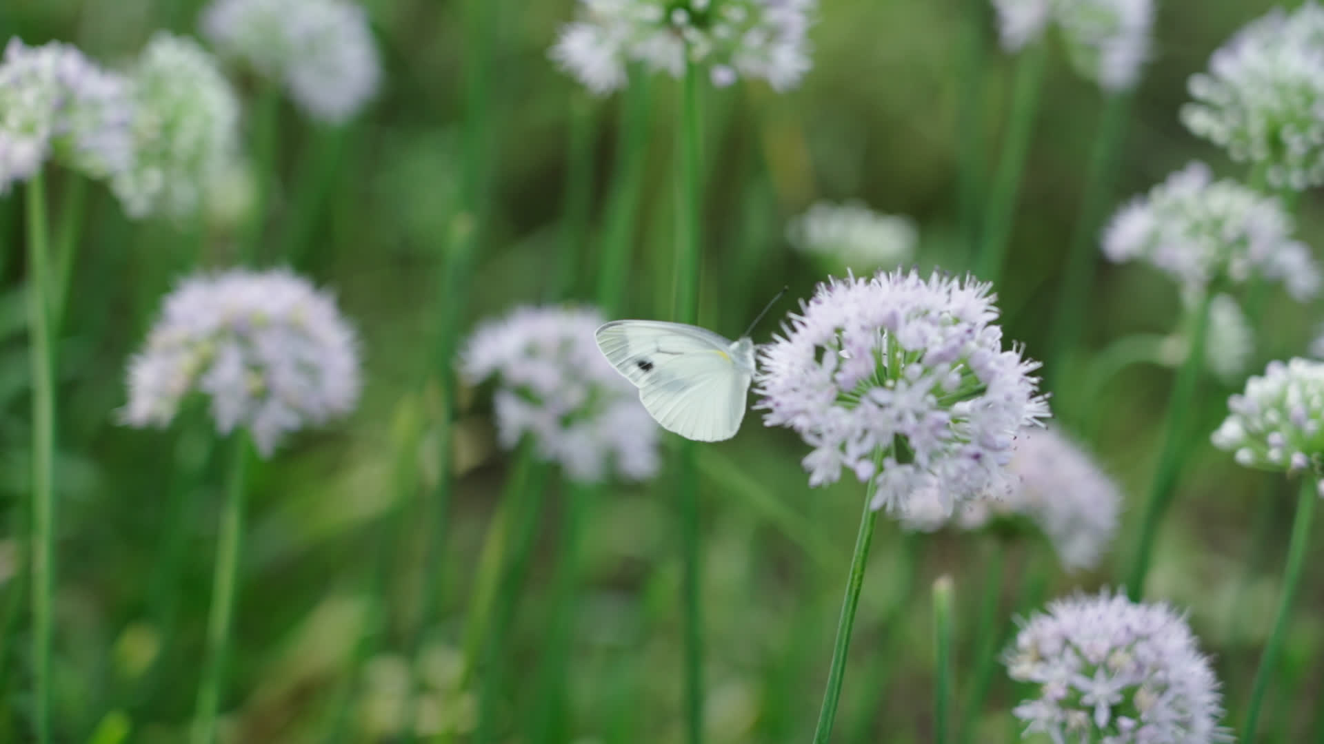 在花丛中飞舞采蜜的蝴蝶视频的预览图