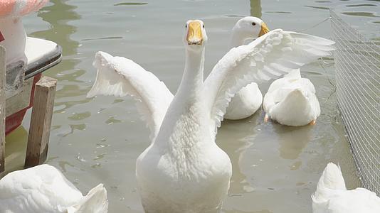 养殖的在水中的白色大鹅视频的预览图