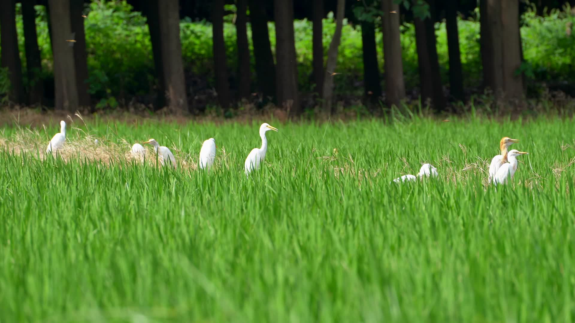 湿地旁的白鹭4K视频的预览图