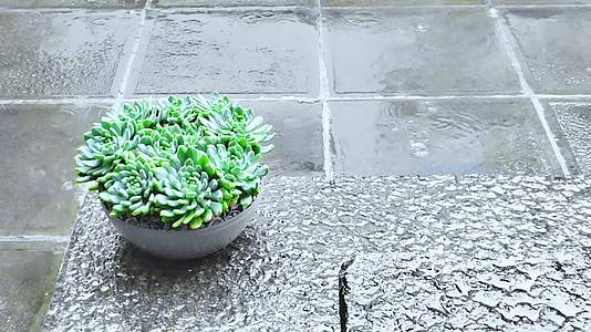 古镇青砖雨季下的多肉植物自然风光实拍视频视频的预览图