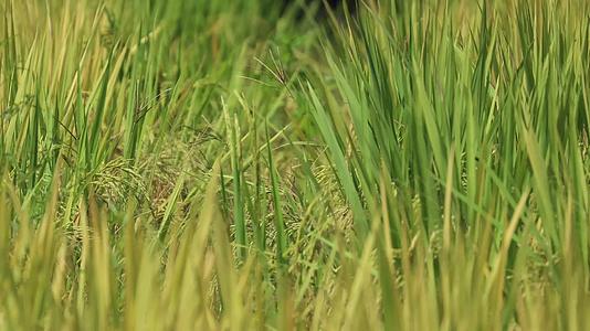 水稻粮食生长农业种植实拍4k视频的预览图
