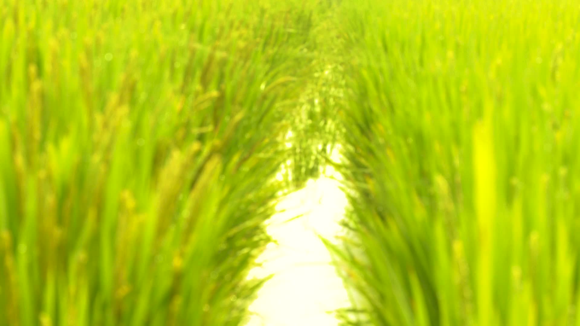 夏季小清新之翠绿色的稻穗实拍视频的预览图