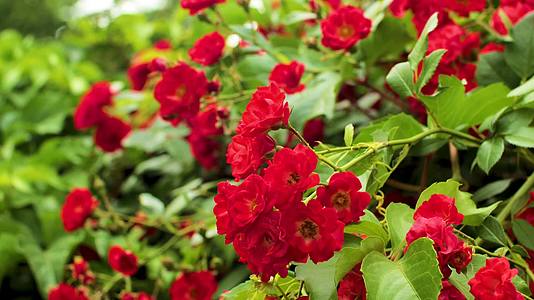 红蔷薇红色鲜花花朵植物温暖治愈实拍视频的预览图