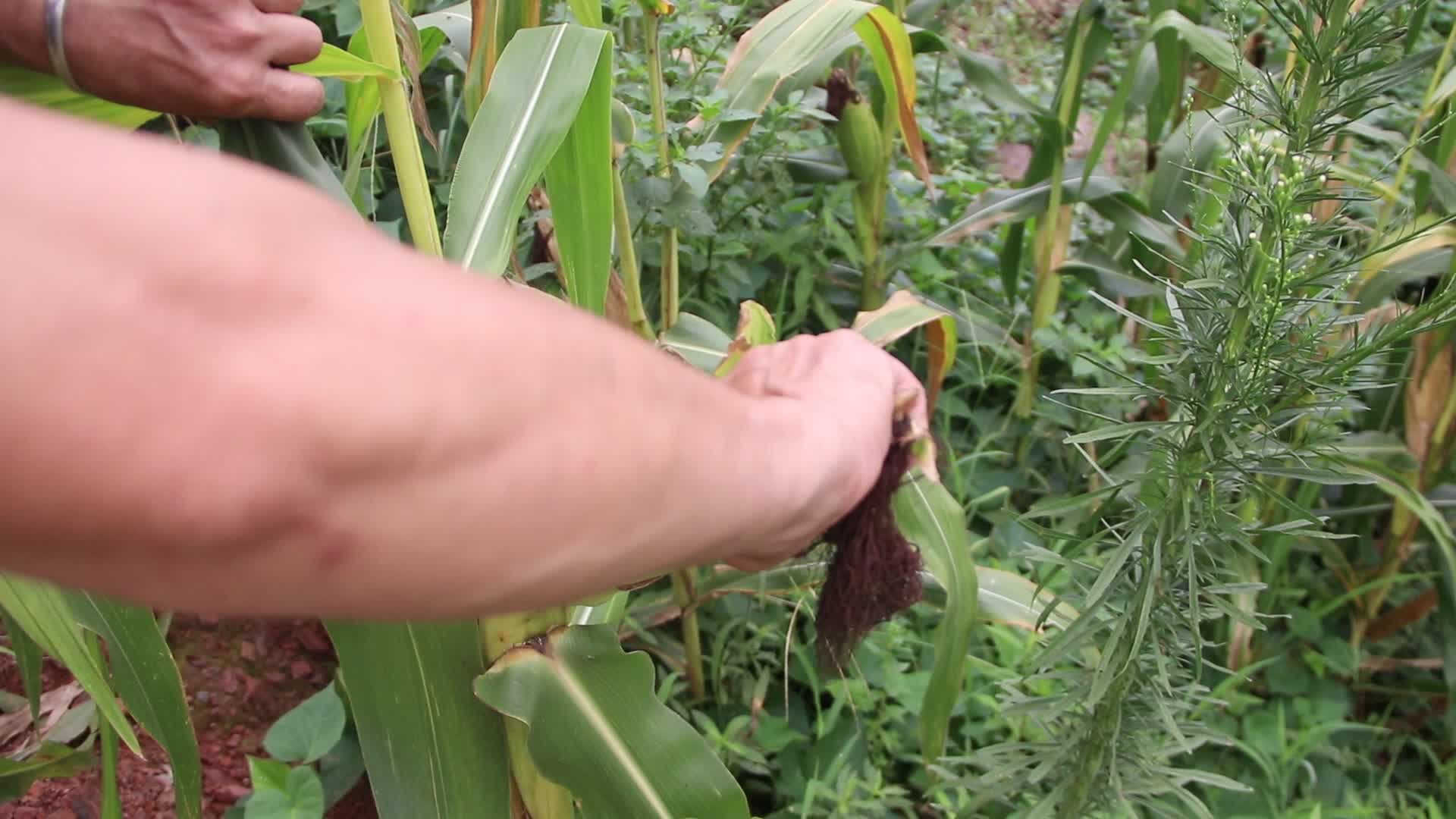 玉米成熟摘玉米玉米收割视频的预览图