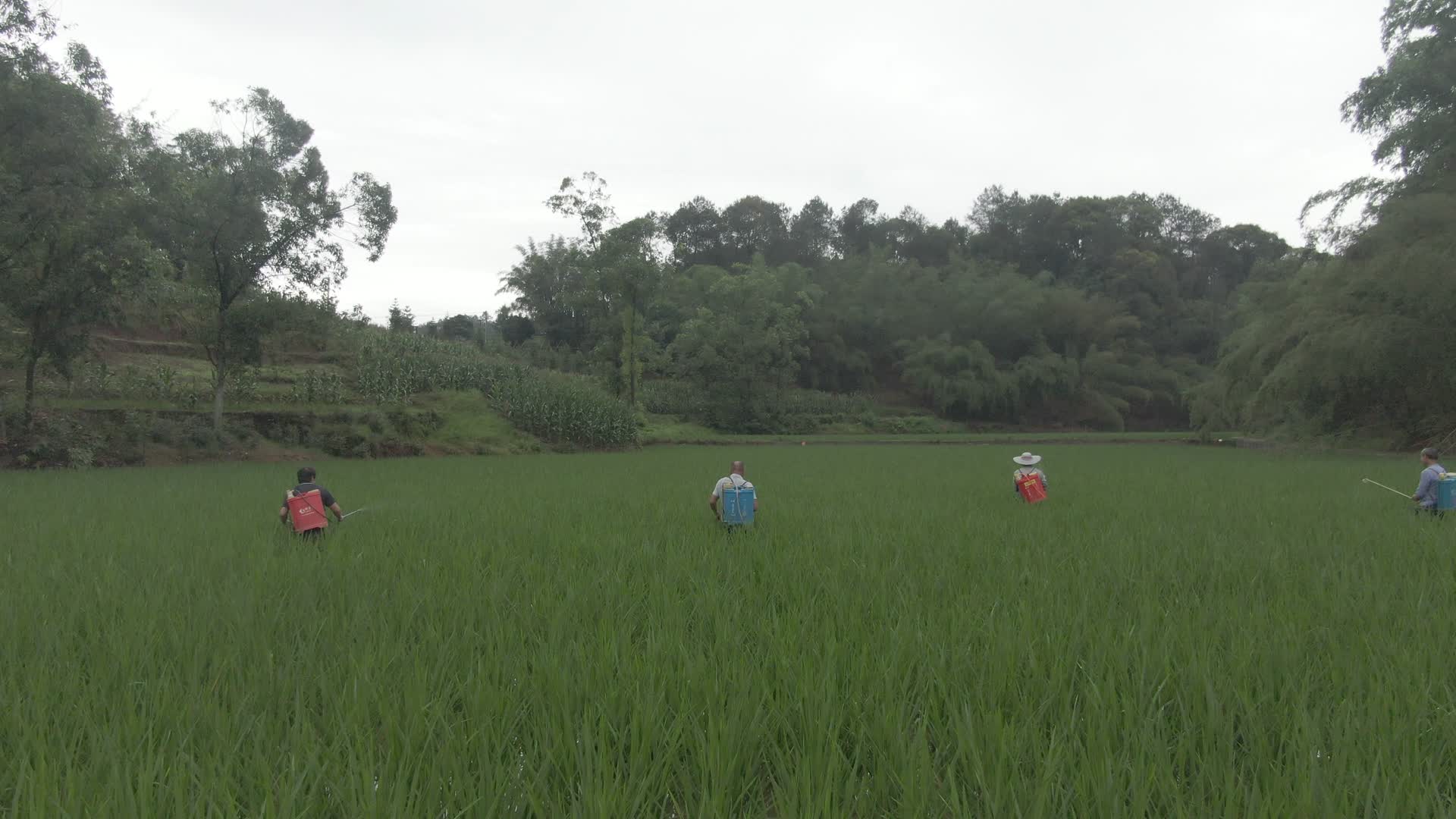 打农药农忙劳作水稻稻田航拍视频视频的预览图