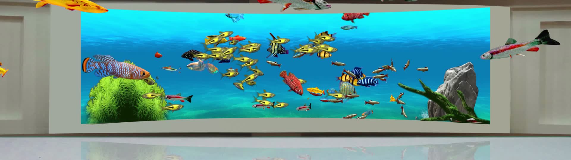 裸眼3D海底鱼群4K宽屏视频的预览图