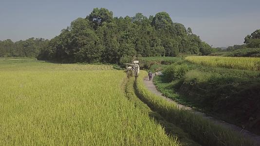 水稻高标准农田机械化收割丰收景象视频的预览图