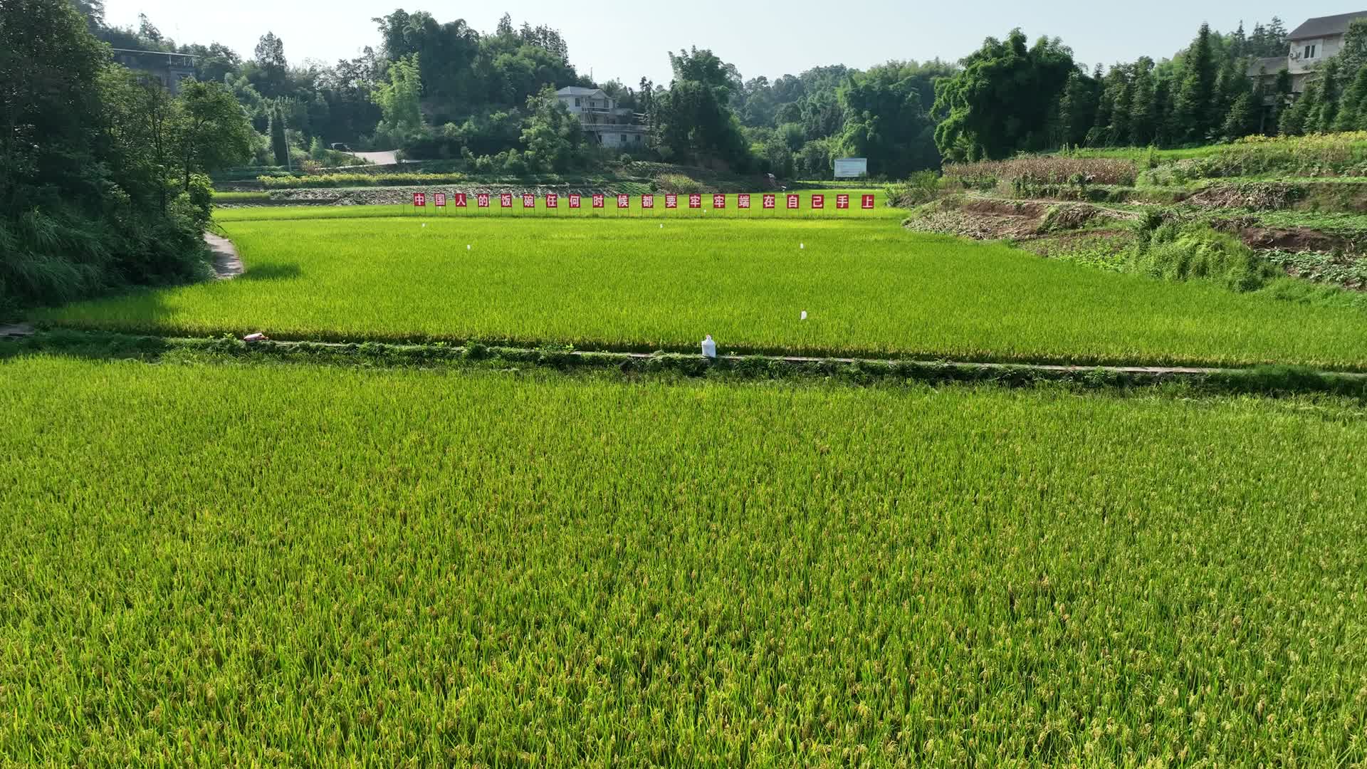 水稻高标准农田航拍视频的预览图