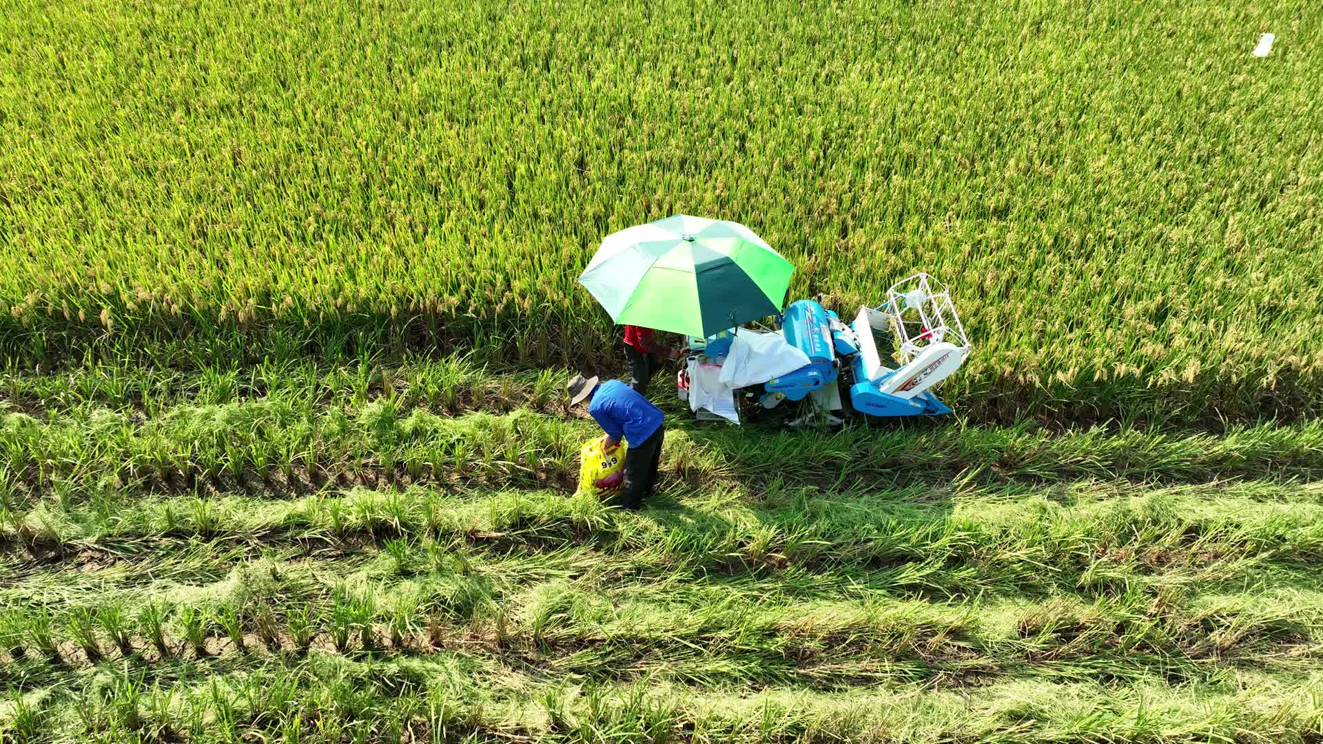 水稻稻田机械化丰收景象视频的预览图