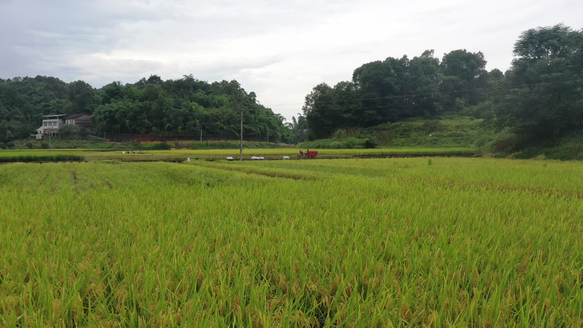 水稻丰收航拍视频的预览图