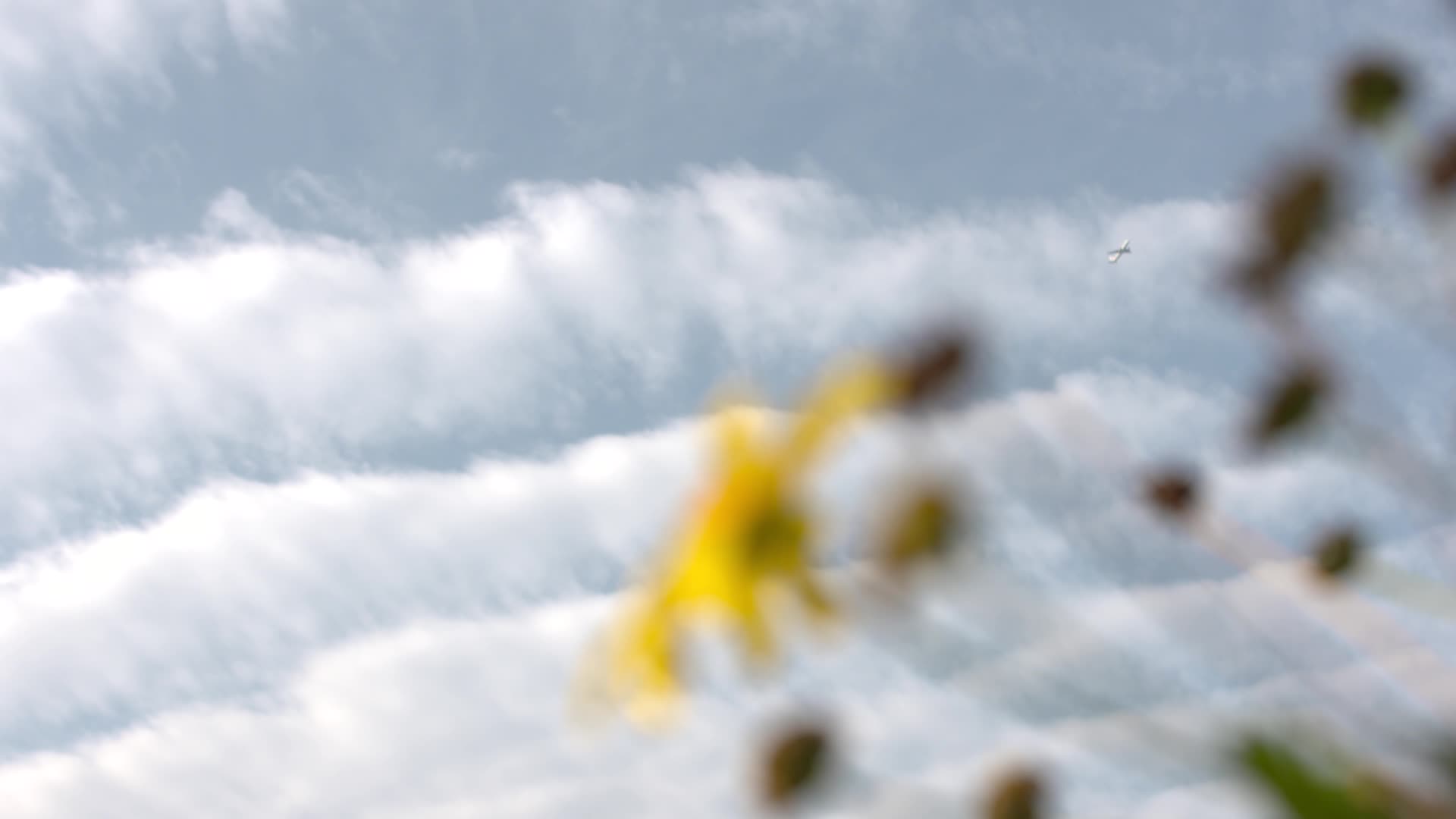 W四川成都白天花朵与天空中的飞机视频的预览图