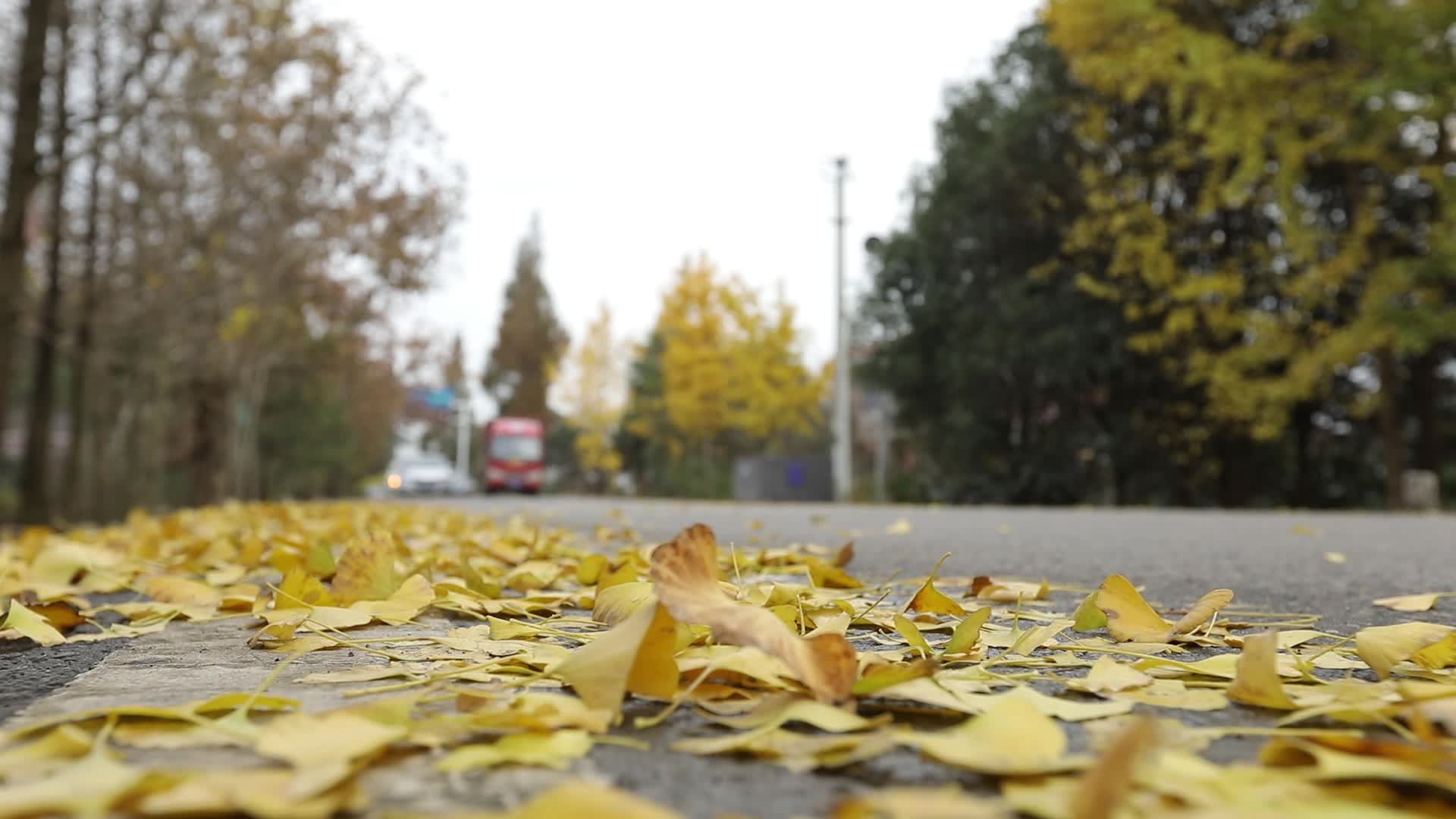 W四川成都白天公路边汽车经过卷起地上的银杏叶视频的预览图