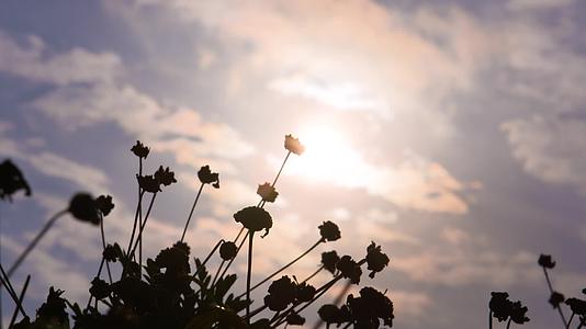 W四川成都傍晚黄昏花朵与天空视频的预览图