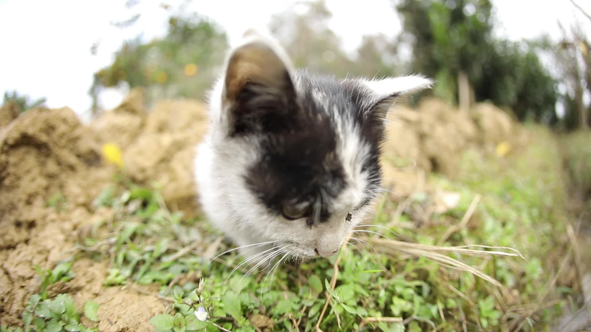 W四川成都白天草地上的猫跳过水渠视频的预览图