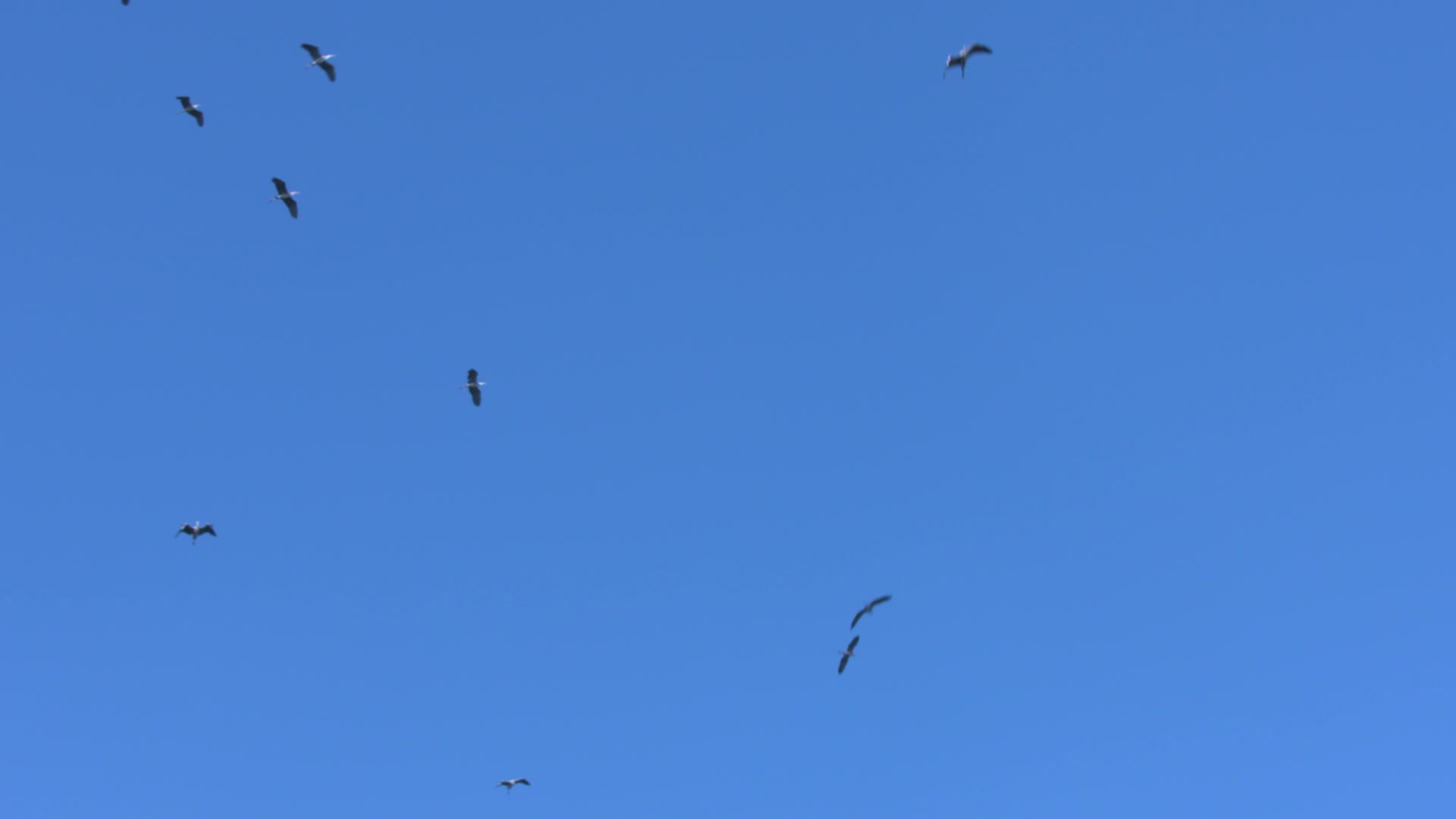 W四川成都白天森林鸟类飞翔视频的预览图
