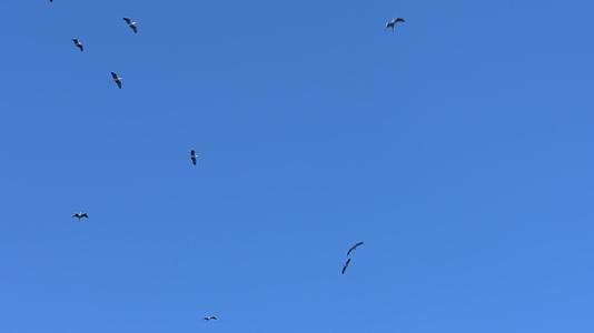 W四川成都白天森林鸟类飞翔视频的预览图