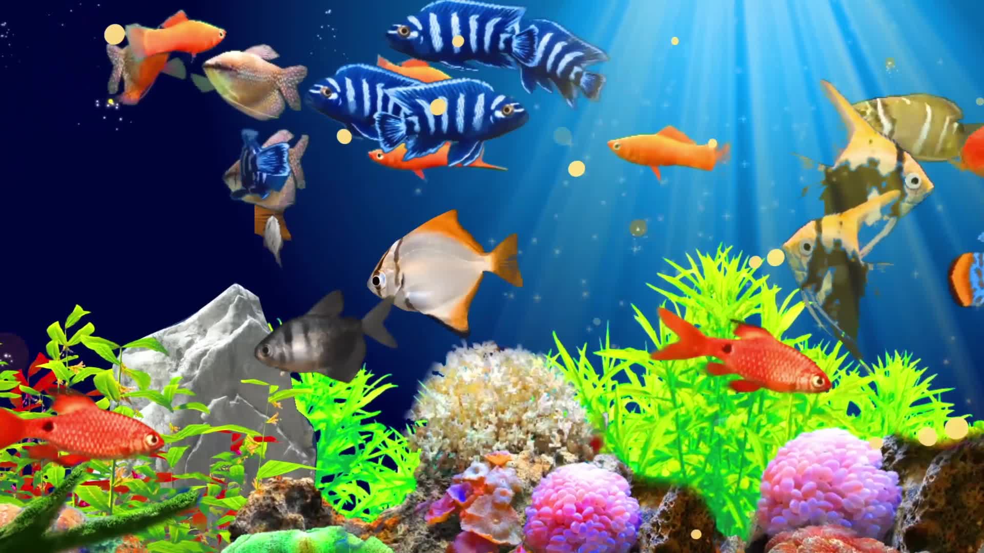 海底鱼群热带鱼群观赏鱼群视频背景1080P无缝循环视频的预览图