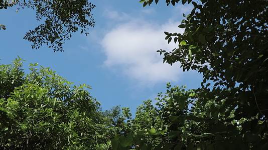 福州花海公园天空实拍视频视频的预览图