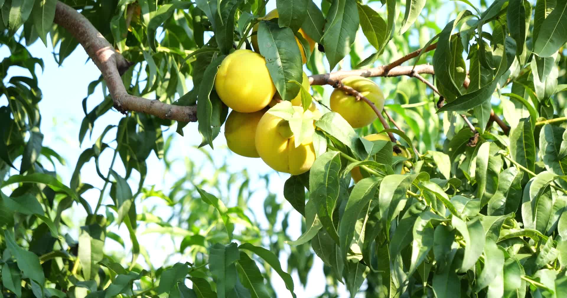 丰收果园桃园果树水果黄桃视频的预览图