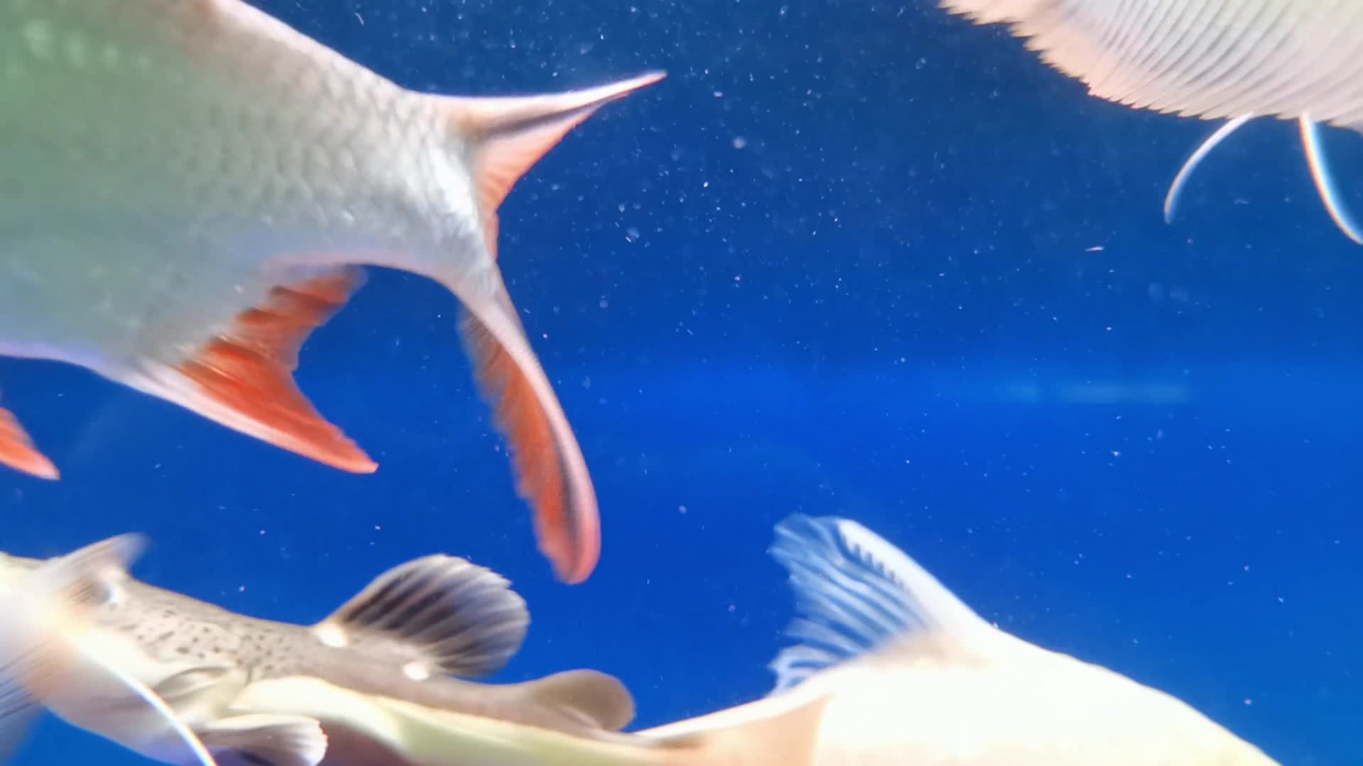 观赏鱼视频的预览图