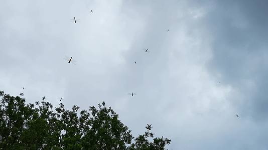 蓝天白云空中很多蜻蜓飞舞2视频的预览图