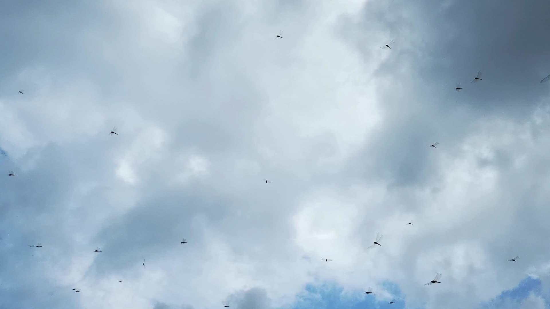 蓝天白云空中很多蜻蜓飞舞1视频的预览图